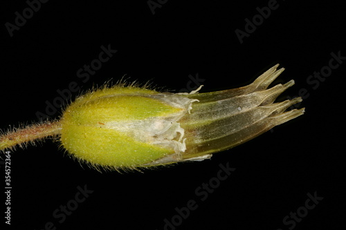 Common Mouse-Ear (Cerastium fontanum). Fruit Closeup photo