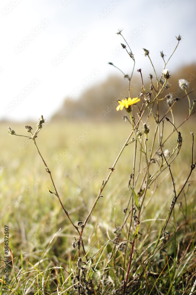 Fototapeta premium Flowers on the field close up