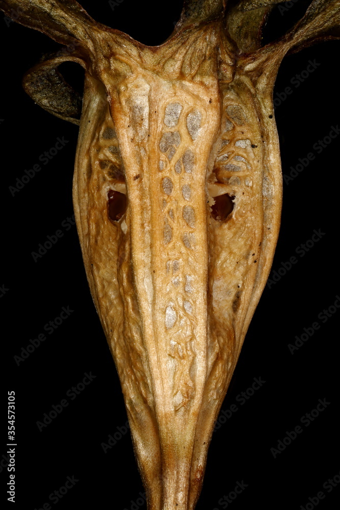 Obraz premium Peach-Leaved Bellflower (Campanula persicifolia). Fruit Detail Closeup