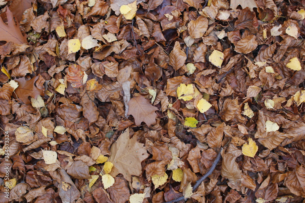 Golden Autumn in Poland Golden Autumn in Poland
