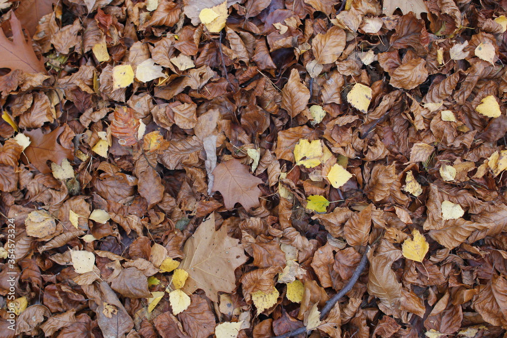 Golden Autumn in Poland