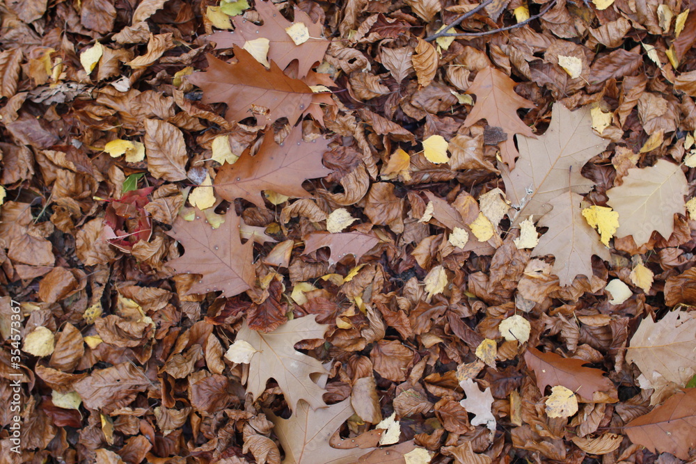 Golden Autumn in Poland Golden Autumn in Poland