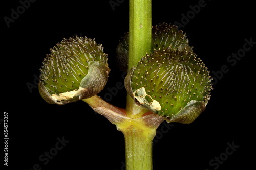 Arrowhead (Sagittaria sagittifolia). Female Inflorescence Closeup photo