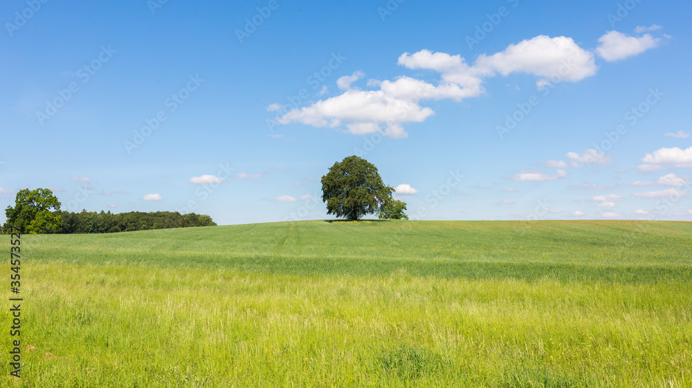 Bavarian landscape with lonely tree, a field and blue sky with white clouds