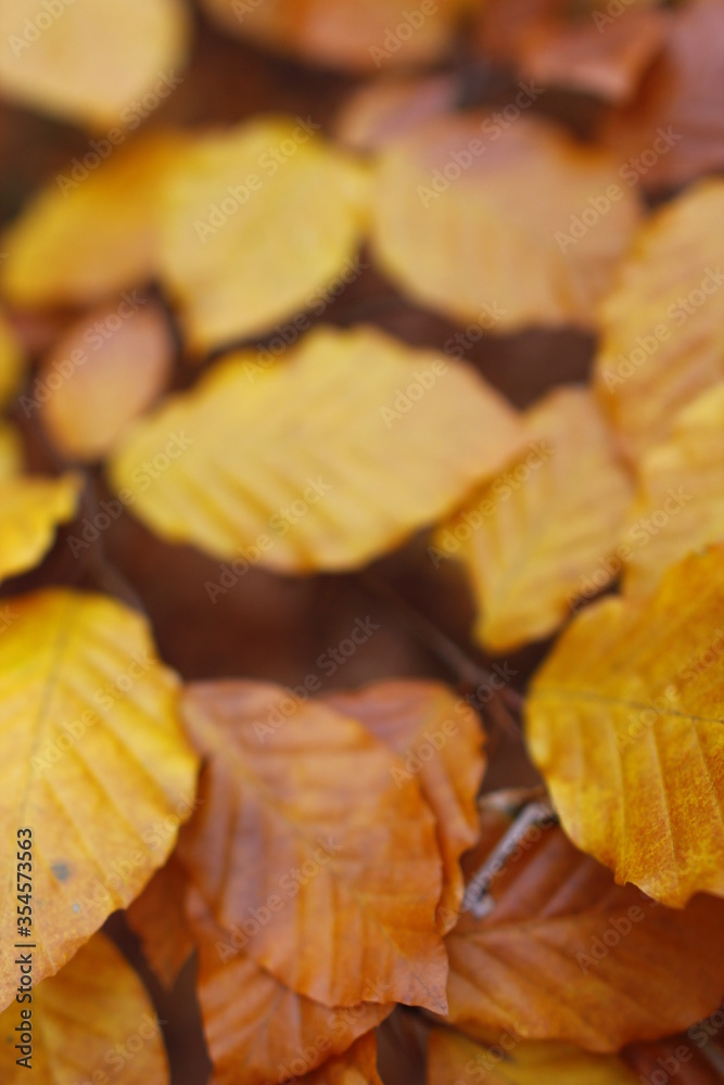 Golden Autumn in Poland