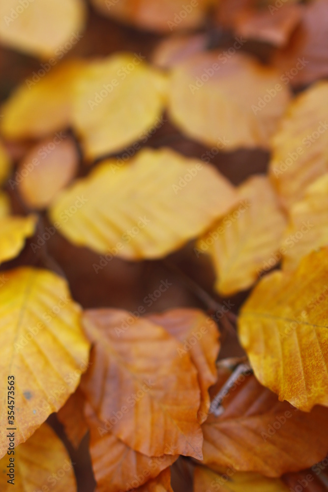 Golden Autumn in Poland Golden Autumn in Poland
