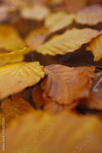 Golden Autumn in Poland