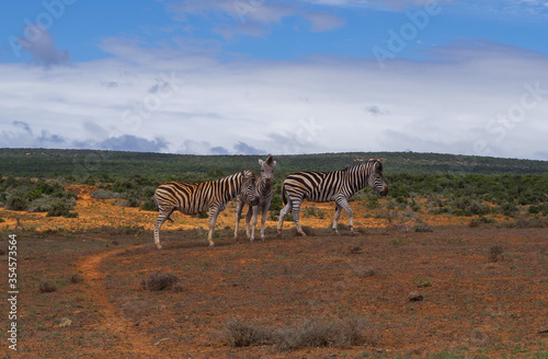 Zebras im Naturreservat im National Park S  dafrika 