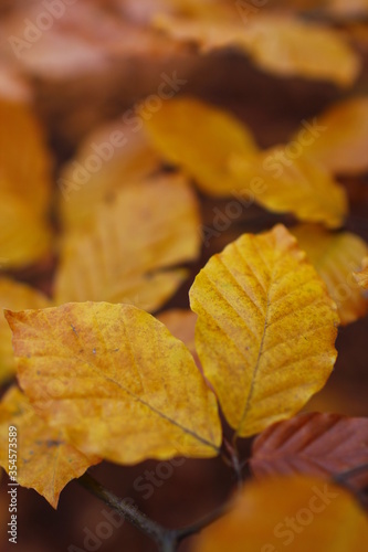 Golden Autumn in Poland © Ruchacz