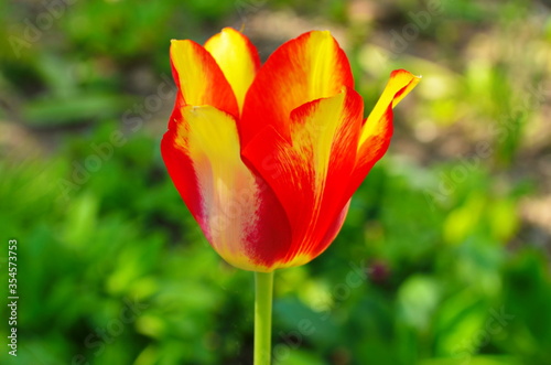 Red yellow tulips against green foliage. Red and yellow Darwin hybrid tulips. Red yellow Darwin hybrid tulip. Red and yellow tulips. Bicolor tulip field. Hybrid tulip fields. Colorful tulips.