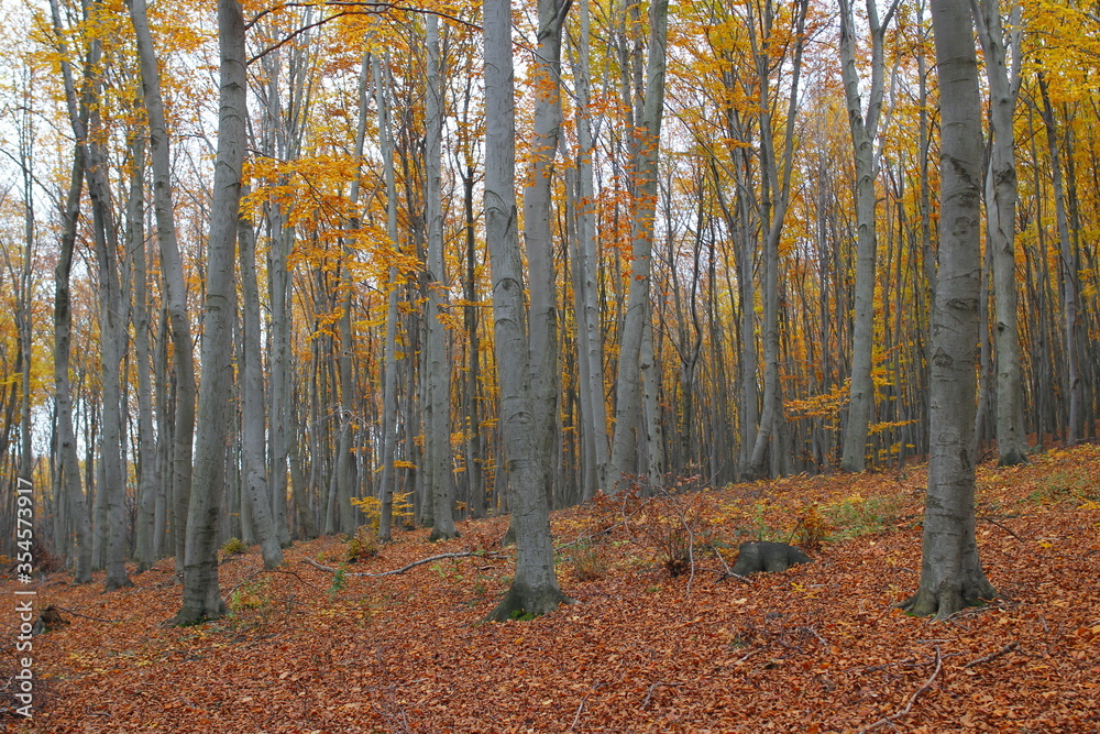 Beech forest in the Autumn