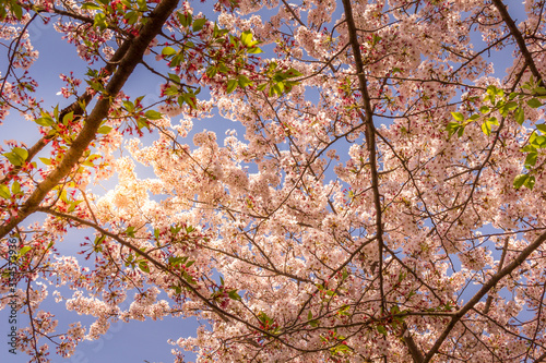 Cherry blossom during the spring