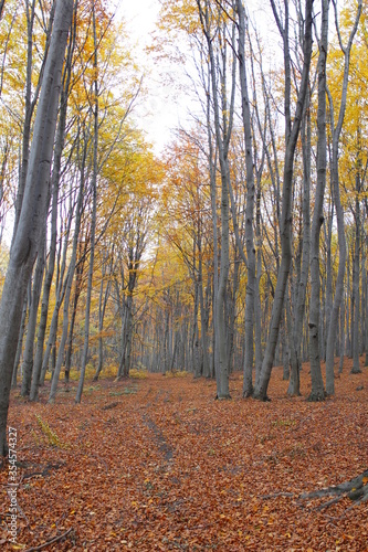 Beech forest in the Autumn