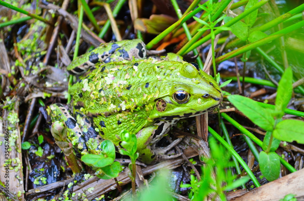 Green Frog, Lithobates clamitans, on log in a pond Green Frog, Lithobates clamitans, on log in a pond