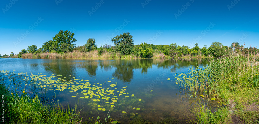 Panoramic view over a pond near Elbe river with water lilies at sunny day and blue sky, Magdeburg, Germany