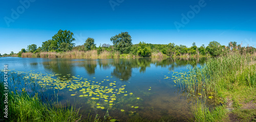 Panoramic view over a pond near Elbe river with water lilies at sunny day and blue sky  Magdeburg  Germany