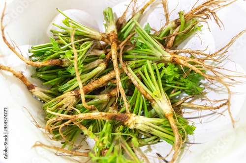 Coriander or Cilantro root; vegetable and herb for Thai food.