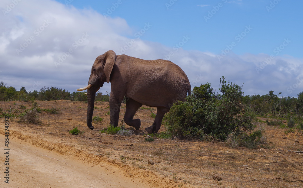 Obraz premium Elefanten im Naturreservat im National Park Südafrika