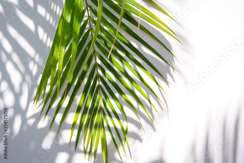 green palm leaf and shadows on a white background