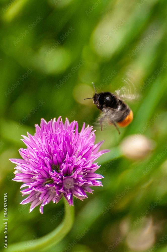 bumble-bee