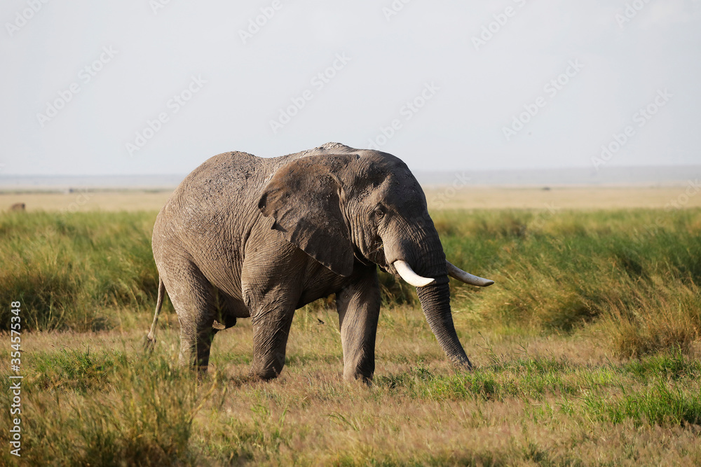Fototapeta premium Elephants in Amboseli Nationalpark, Kenya, Africa