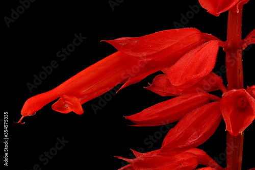 Scarlet Sage (Salvia splendens). Flower Closeup