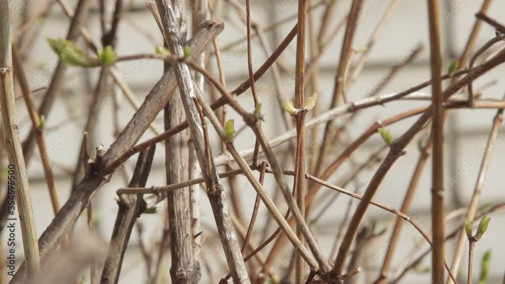 green buds on tree branches in spring green buds on tree branches in spring