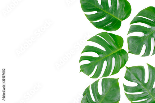 flat lay of monstera green leaves on white background