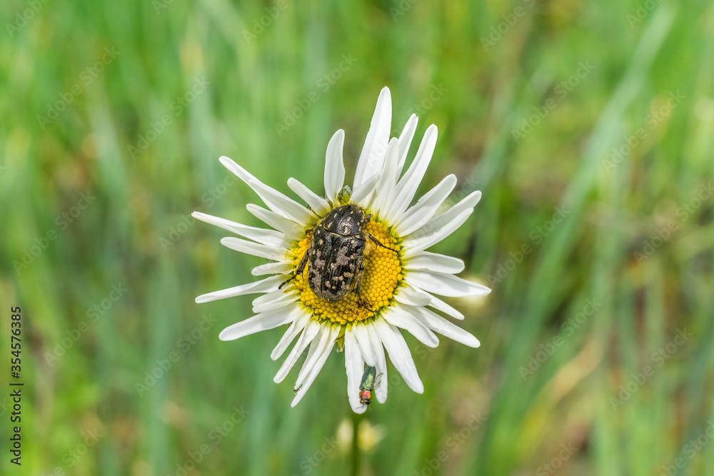 The black bug at points sits on a camomile The black bug at points sits on a camomile