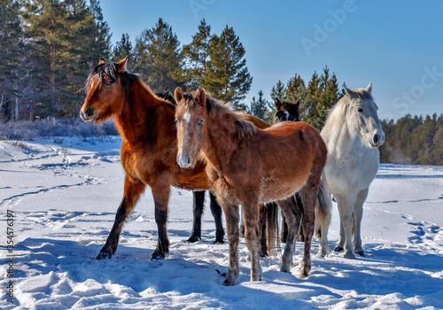 Few horses on a cold winter day near forest