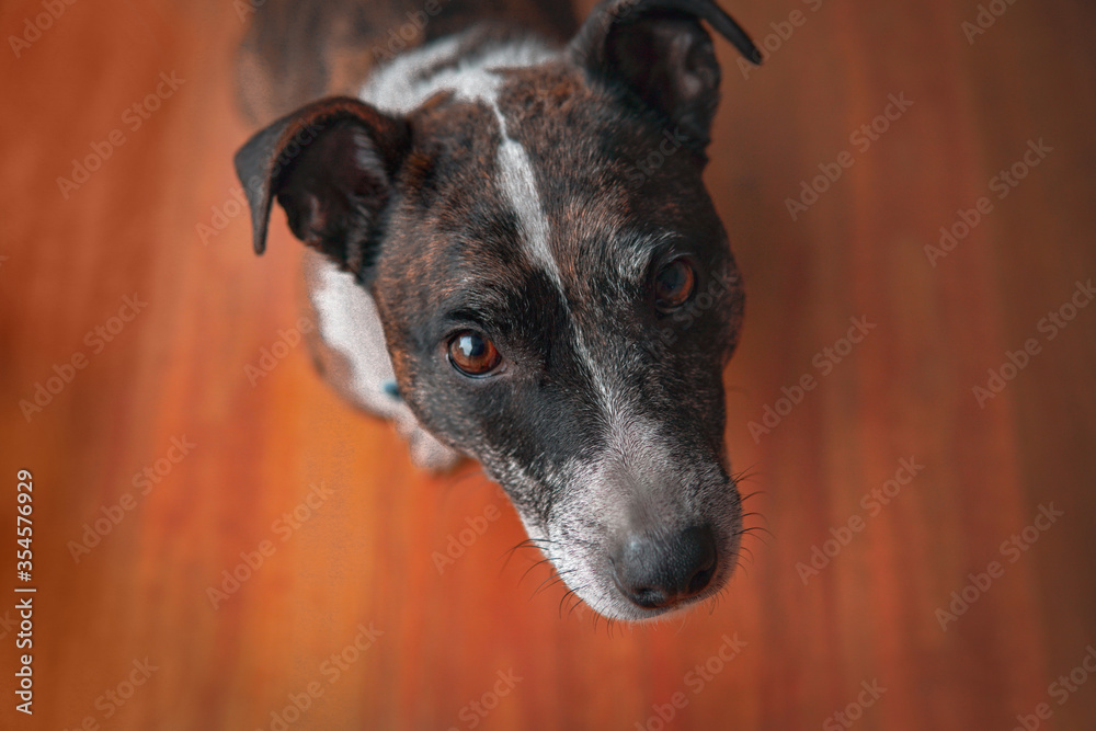 Close-up Staffy, jack russell mixed with koolie Dog head looking up and sitting on wooden floor at home Close-up Staffy, jack russell mixed with koolie Dog head looking up and sitting on wooden floor at home