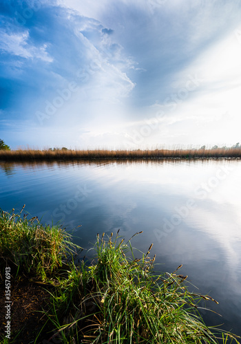 Schilf am See