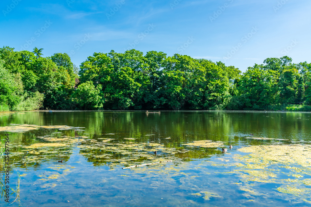 A small pond in Hampstead Heath park in north-west London. UK A small pond in Hampstead Heath park in north-west London. UK