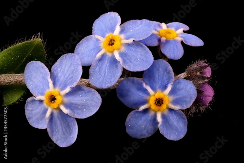 Wood Forget-Me-Not (Myosotis sylvatica). Inflorescence Detail Closeup photo
