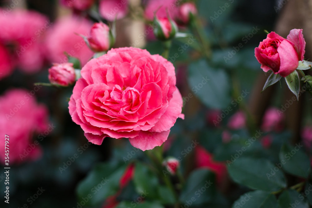 Pink roses. Background of blooming roses. garden of roses. Nature. Pink roses. Background of blooming roses. garden of roses. Nature.