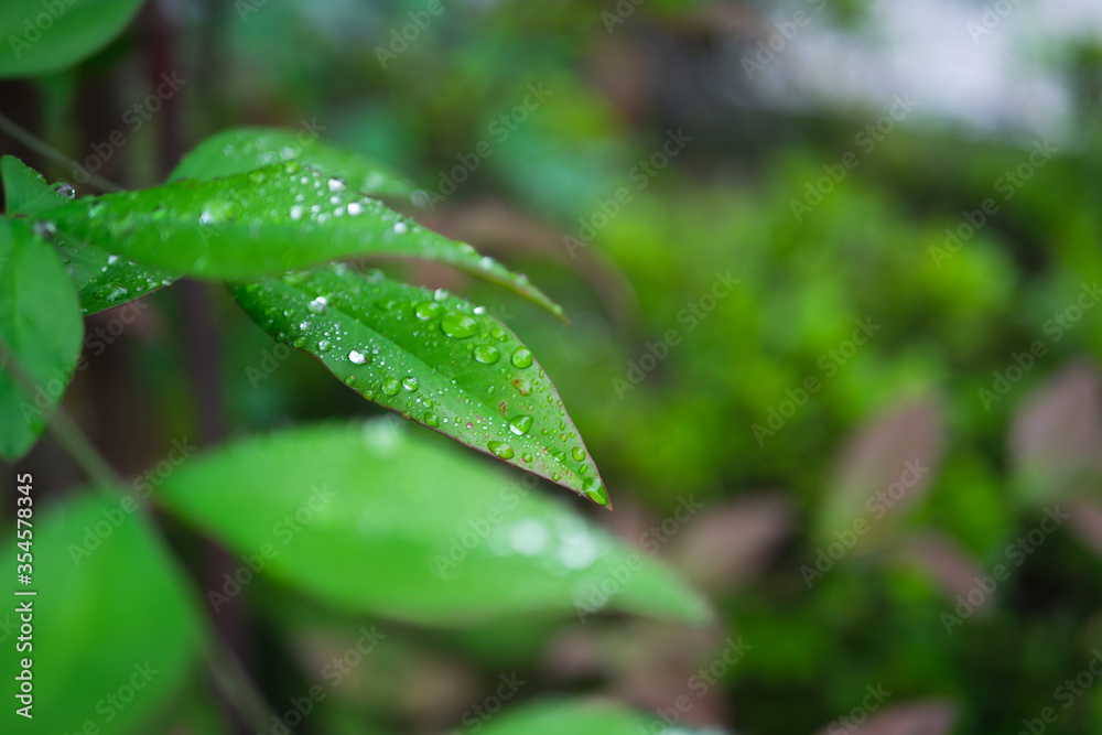 新緑 新緑