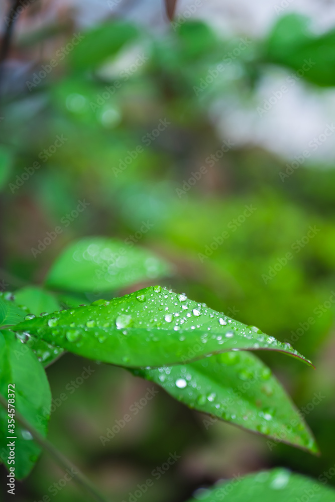新緑 新緑