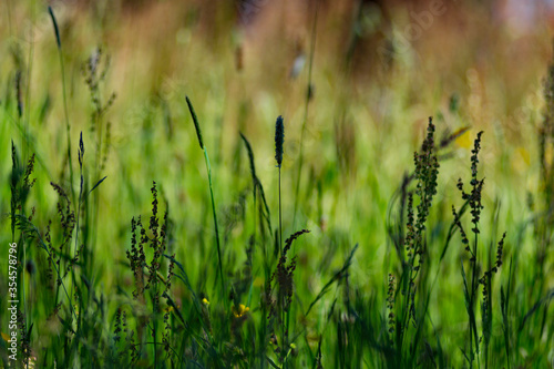 summer meadow © JancakV