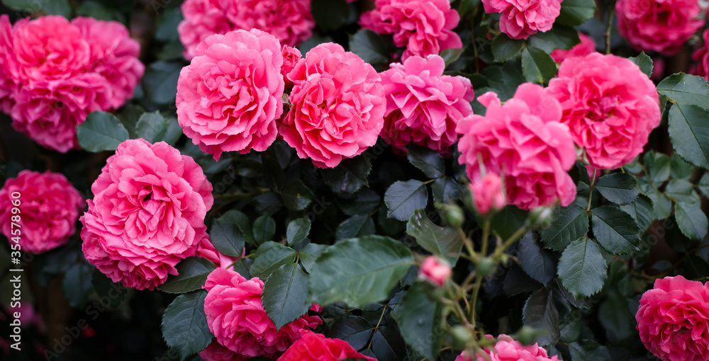 Pink roses. Background of blooming roses. garden of roses. Nature.