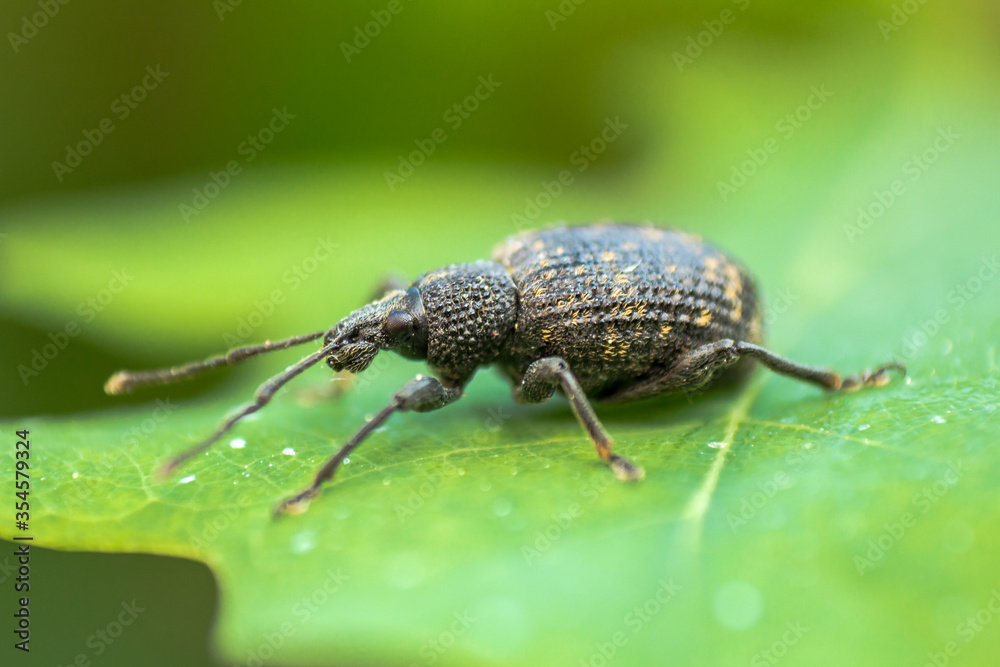 Macro Aufnahme von einem Rüsselkäfer