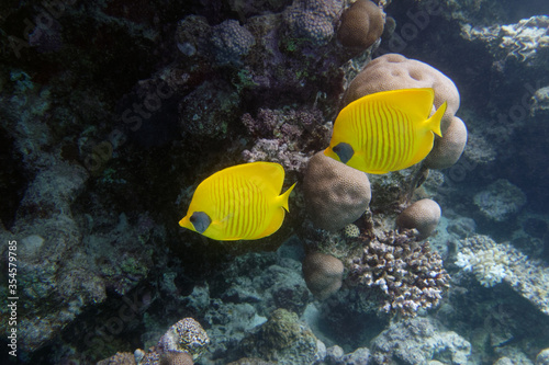 Blue-cheeked butterflyfishes (Chaetodon semilarvatus) in Red Sea