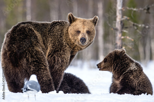She-bear and bear cubs in winter. Natural habitat. Brown bear, Scientific name: Ursus Arctos Arctos.