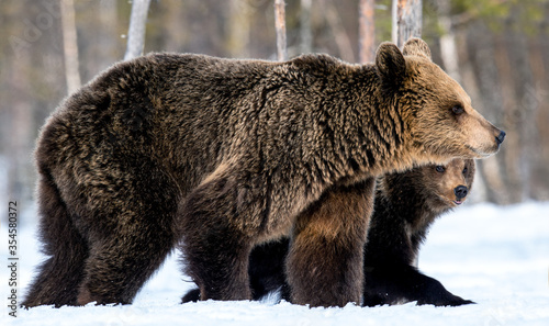 She-bear and bear cubs in winter. Natural habitat. Brown bear, Scientific name: Ursus Arctos Arctos.