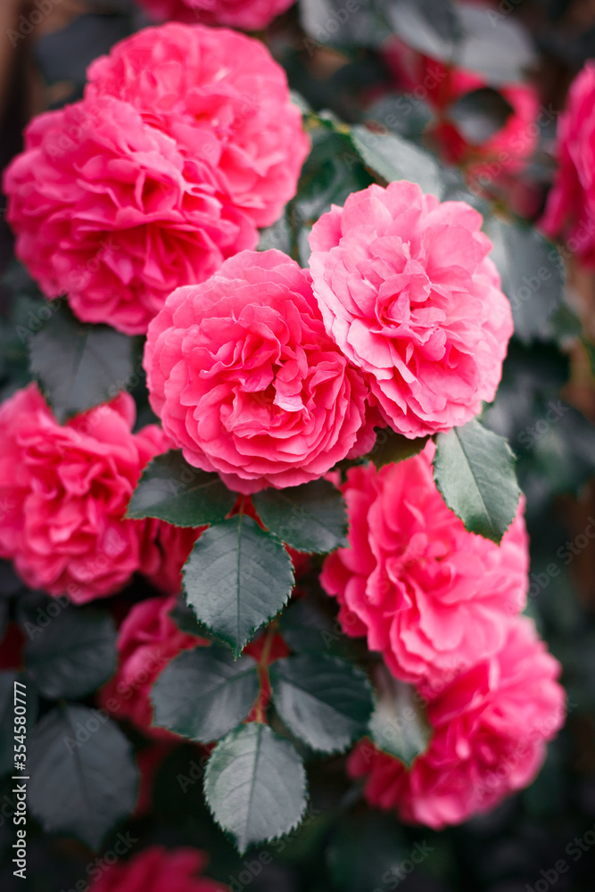 Pink roses. Background of blooming roses. garden of roses. Nature.