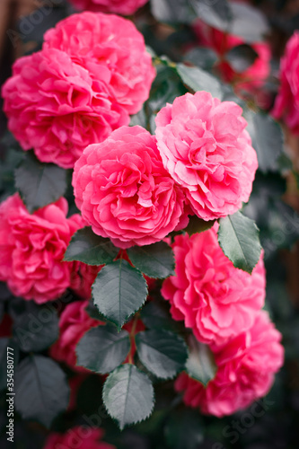 Pink roses. Background of blooming roses. garden of roses. Nature.