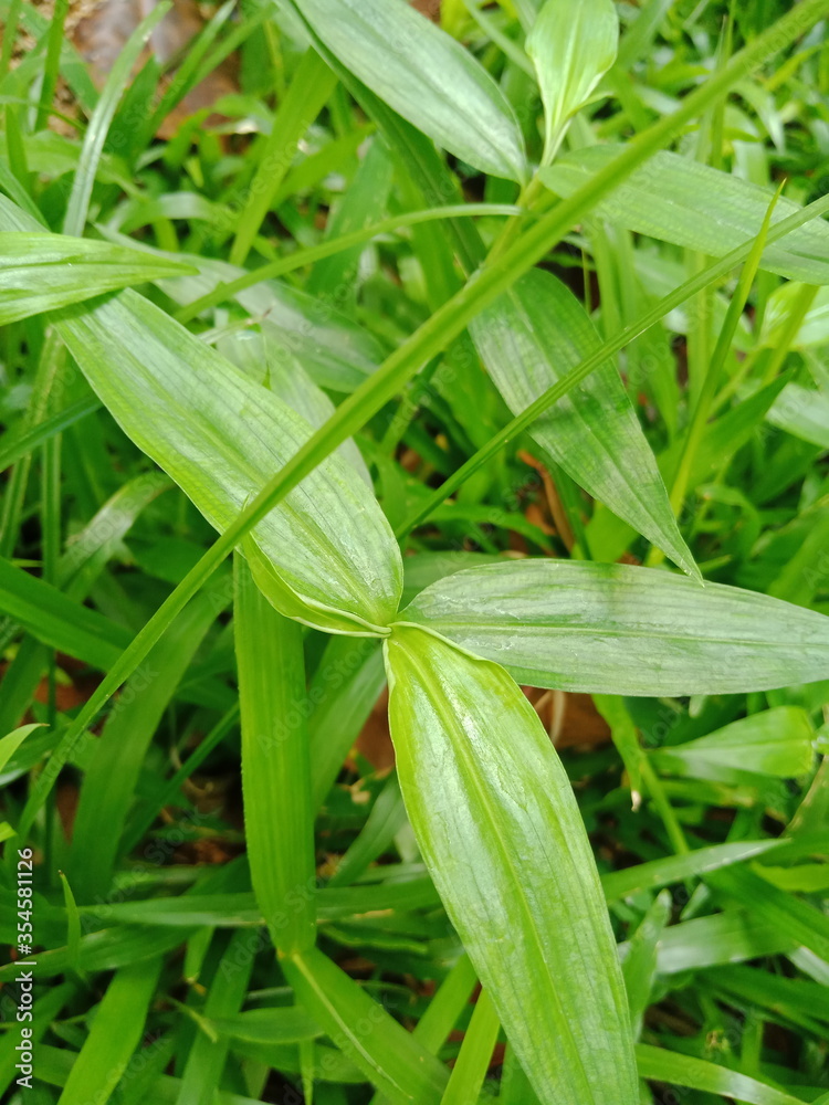 fresh green small plant with green grass  , outside park