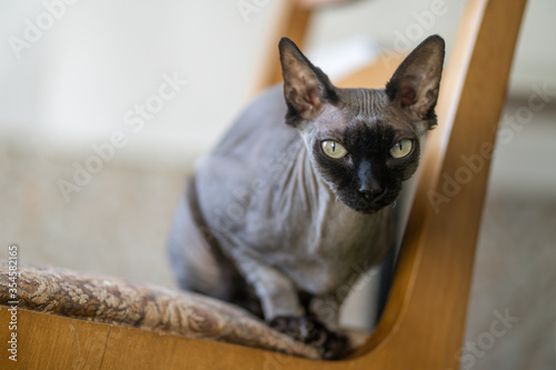 Thoroughbred canadian sphynx cat. Portrait of a resting cat on a chair