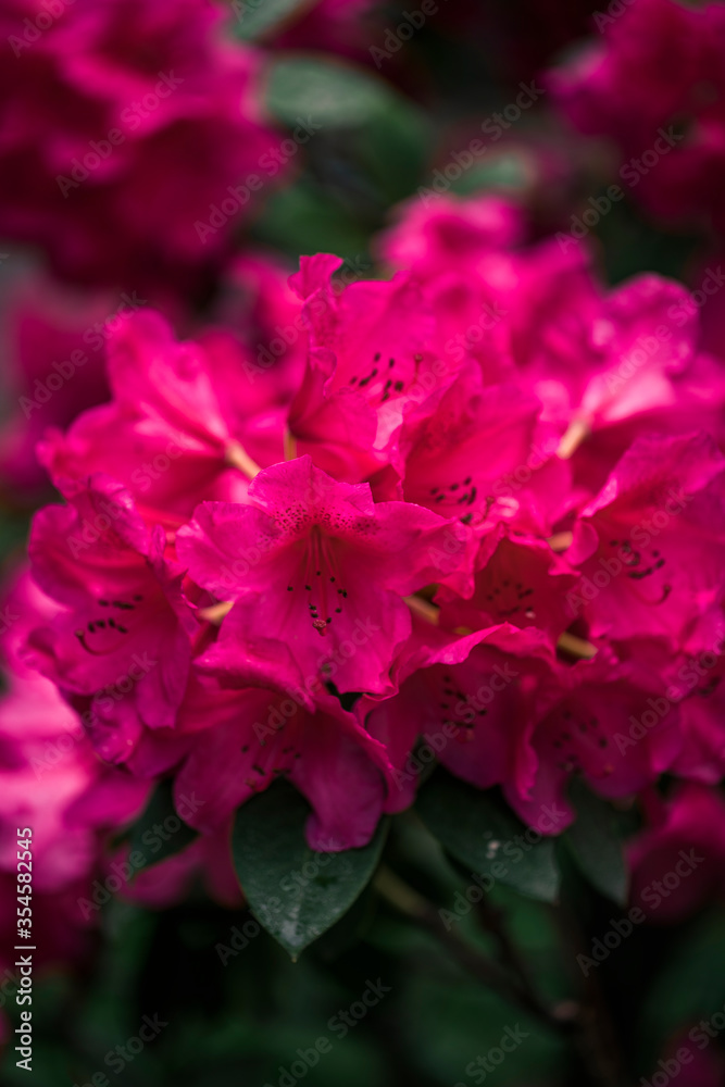 Blurred Rhododendron pink flower fresh blooming on morning light. Pink Rhododendron flower.Rhododendron flower pattern. Blurred Rhododendron pink flower fresh blooming on morning light. Pink Rhododendron flower.Rhododendron flower pattern.