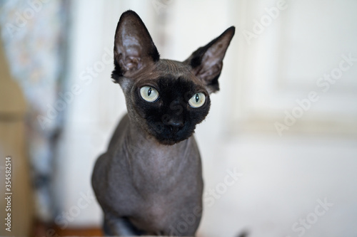 Fotografía Sphinx cat, with a black muzzle.  Pets staying home concept