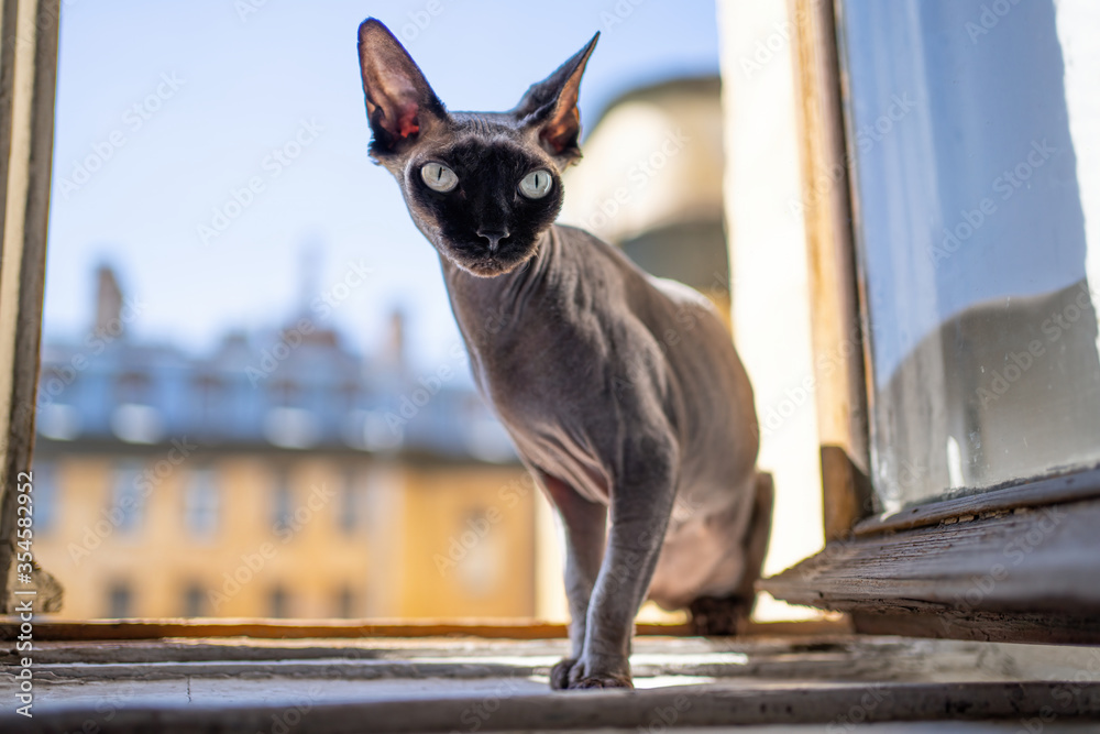 sphynx cat on a windowsill in front of a window overlooking a sunny day and the city